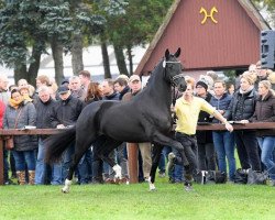 Deckhengst Don Giovanni (Hannoveraner, 2015, von Don Nobless)