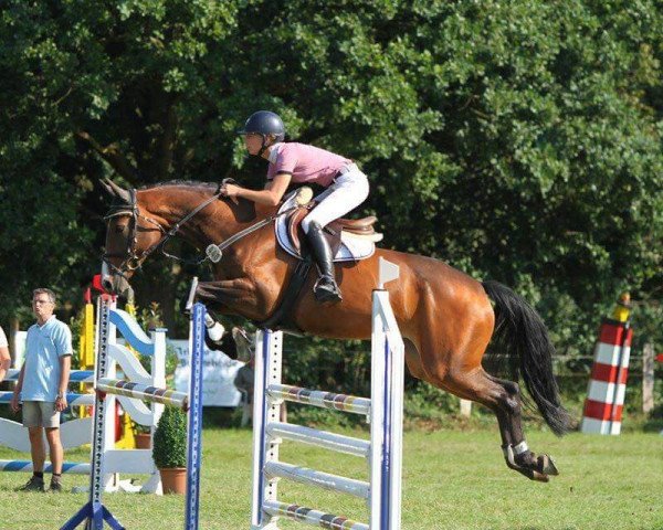 jumper Feline 116 (Holsteiner, 2009, from Quo Vados I)