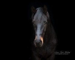 horse Daluno (Hanoverian, 2015, from Diacontinus)