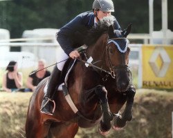 broodmare Zabea (Holsteiner, 2007, from Canto)