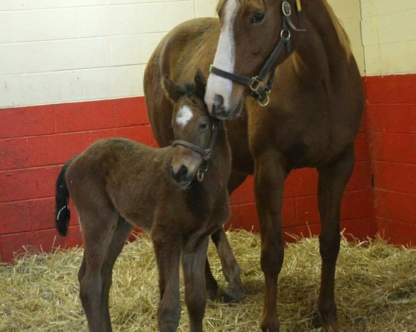 broodmare Prissy xx (Thoroughbred, 2009, from Unbridled's Song xx) broodmare Prissy xx (Thoroughbred, 2009, from Unbridled's Song xx)