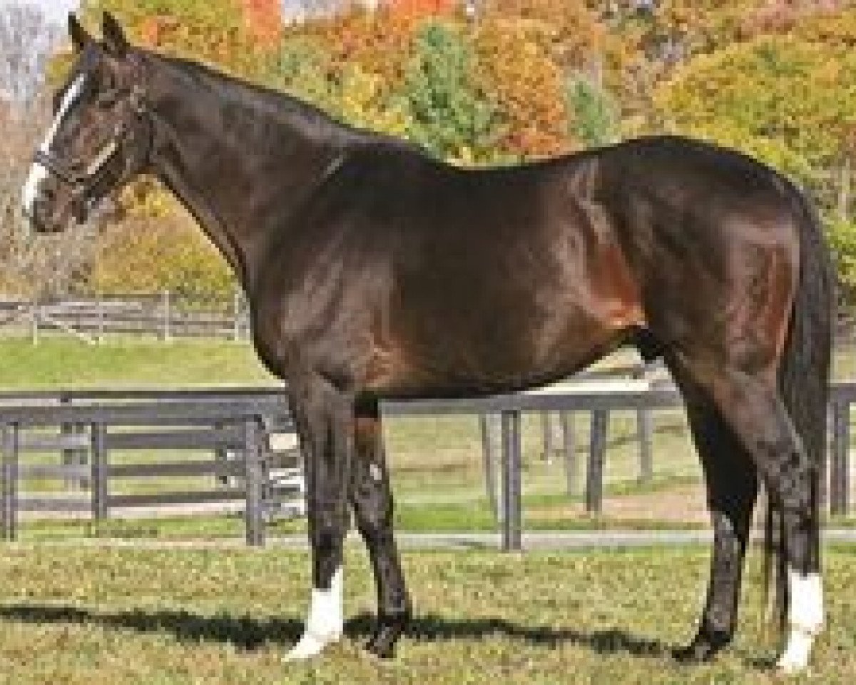 stallion Catienus xx (Thoroughbred, 1994, from Storm Cat xx)