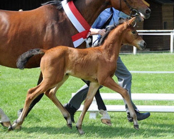 Pferd Valentina (Westfale, 2011, von Vitalis)