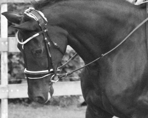 broodmare Diva T (Westphalian, 2003, from Danny de Vito 2)