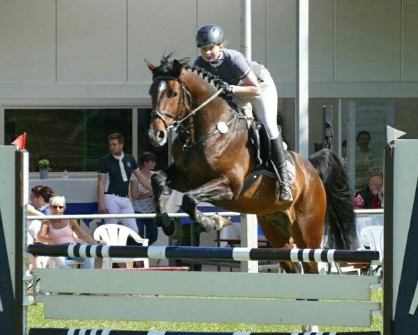 jumper Aiden (Westphalian, 2012, from Arpeggio)