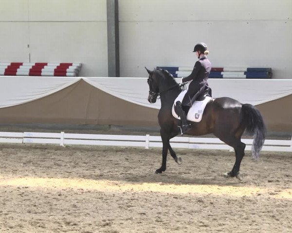 Reitturnier Saarlouis 2018