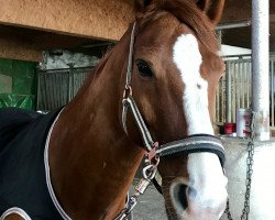 jumper Cato Levo (German Sport Horse, 2010, from Catoki)