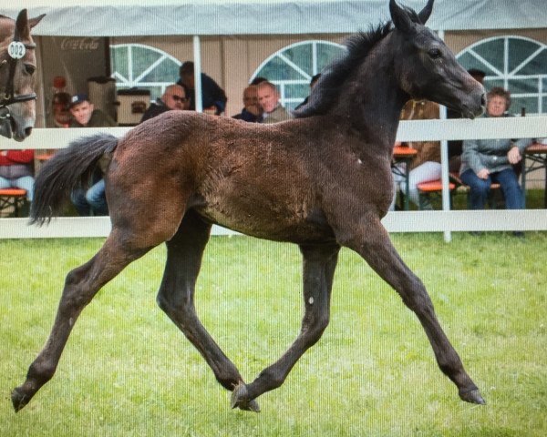 jumper Paula Panther (Westphalian, 2015, from Coupex)