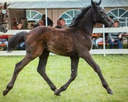 jumper Paula Panther (Westphalian, 2015, from Coupex)