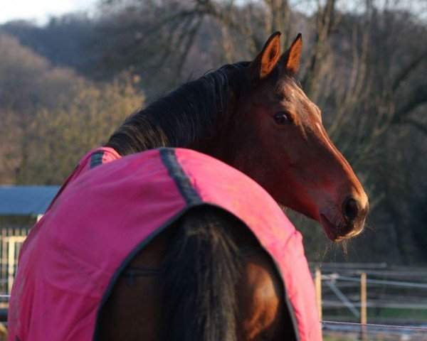 Springpferd Ronja 1690 (Oldenburger, 2002, von Raphael)