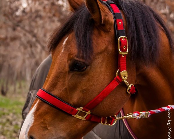 Pferd Lord Jabot (Oldenburger Springpferd, 2005, von Lord Weingard)