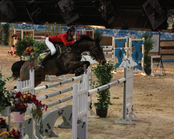 Zuchtstute Centoria B Z (Zangersheide Reitpferd, 2002, von Cento)