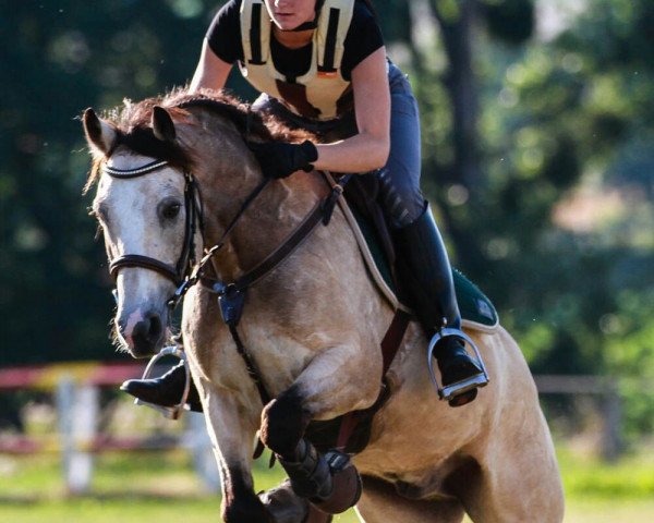 dressage horse Wirthsmühle Lian (Connemara Pony, 2003, from Lorenzo)