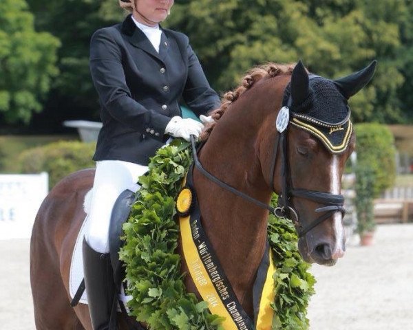 dressage horse Equidiamonds Bright Bellini (Württemberger, 2011, from Belissimo NRW)