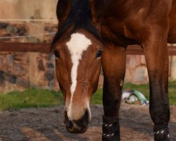 broodmare Große Liebe 4 (Bavarian, 2013, from Lissaro)