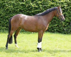 dressage horse Dear Miss Lizzy (German Riding Pony, 2011, from Dream of Lord)