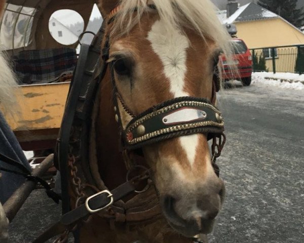 broodmare Lisa (Haflinger, 1999, from Moik (6,25% ox))