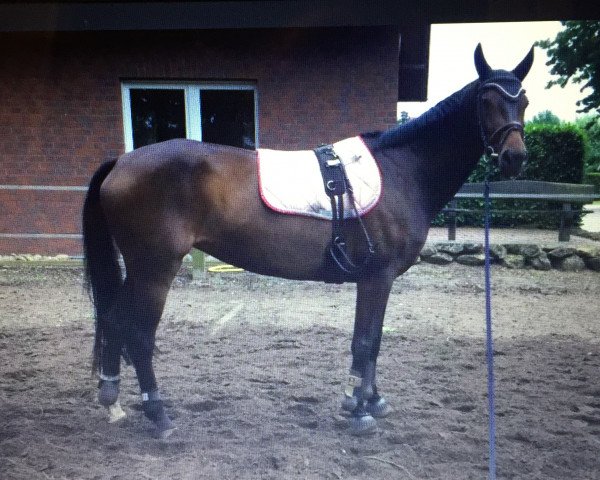 dressage horse de Desperada K (Hanoverian, 2010, from Desperados FRH)