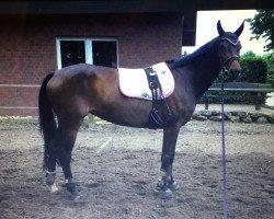 dressage horse de Desperada K (Hanoverian, 2010, from Desperados FRH)
