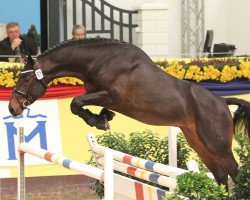 stallion Le Louvre (Oldenburg show jumper, 2015, from Los Angeles)