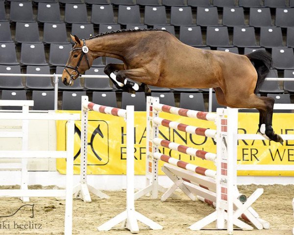 jumper Vesper PJ (Hanoverian, 2011, from Vulkano FRH)
