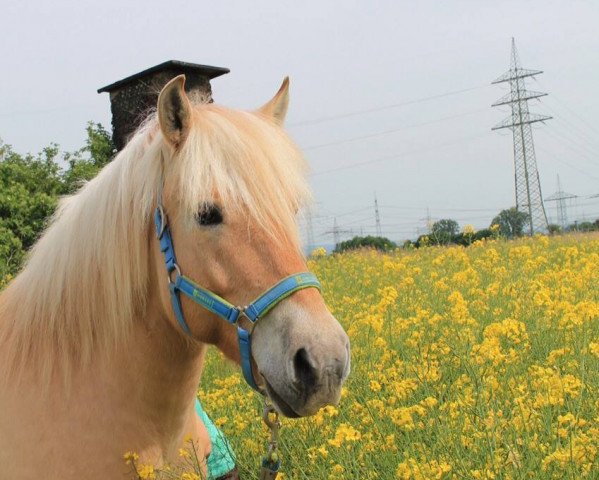 horse Kir Royal (Fjord Horse, 2008, from Kelvin)