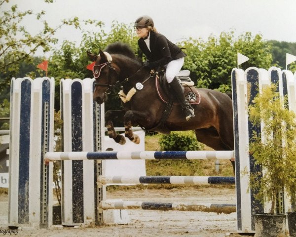 Springpferd Thessa Furiosa HW (Deutsches Reitpony, 2010, von Top Gun I) Springpferd Thessa Furiosa HW (Deutsches Reitpony, 2010, von Top Gun I)