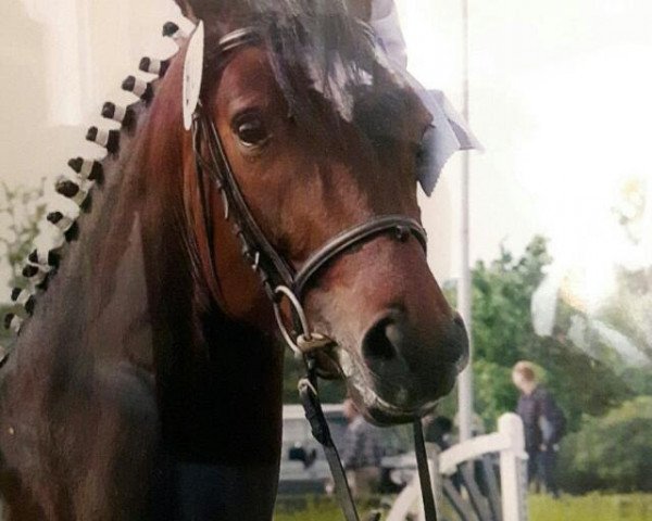 broodmare Nana (Westphalian, 2003, from Sterling)