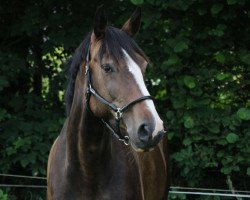 jumper Casina Royal (Oldenburg, 2009, from Carry Gold)