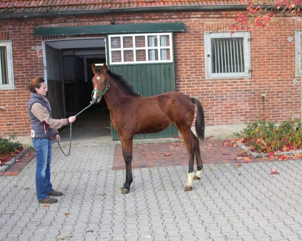 horse Antango's Qimbo GS (Oldenburg,  , from Antango du Feuillard)
