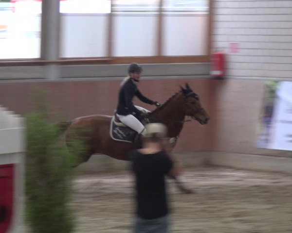 Reitturnier Leverkusen-Rheindorf 2018