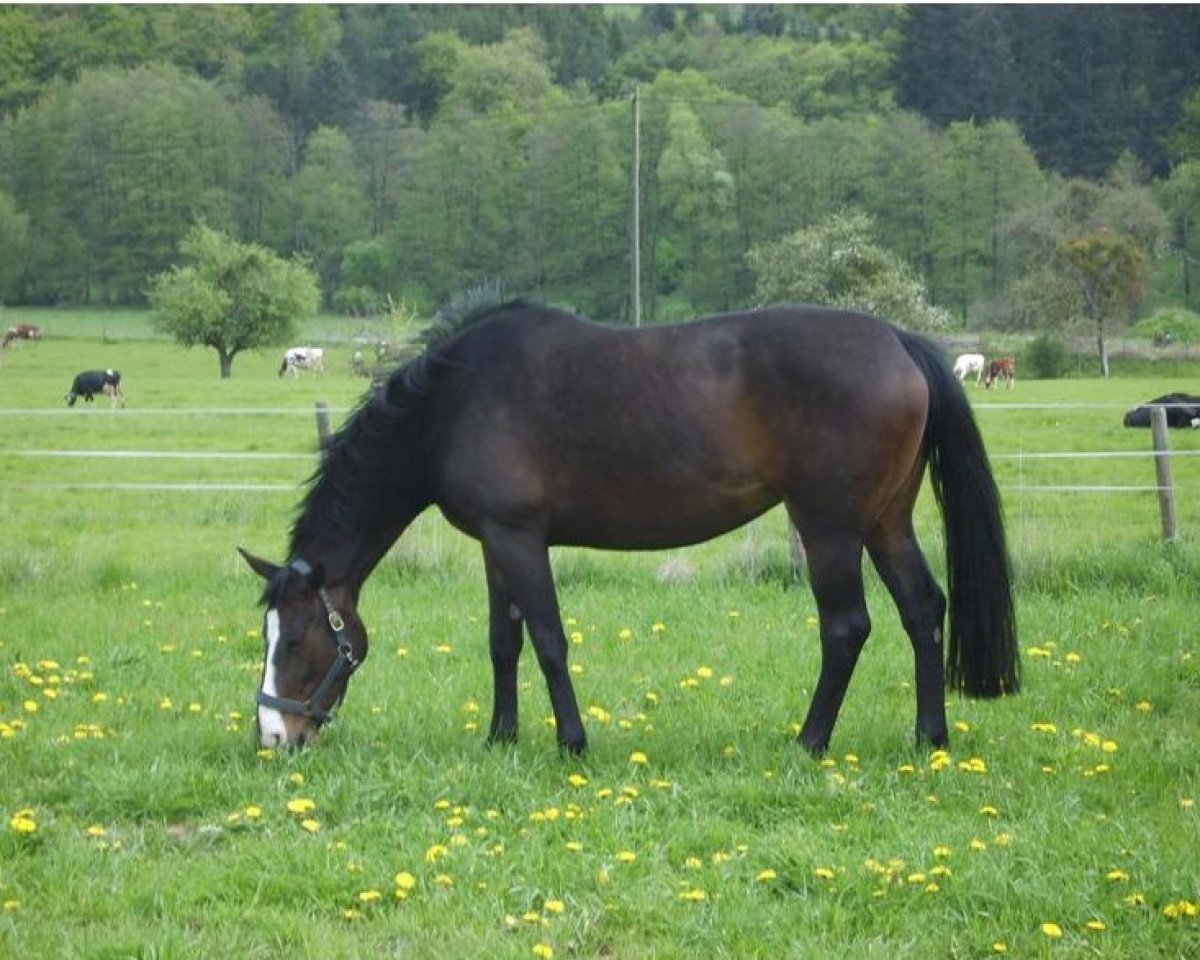 broodmare Worena (Hanoverian, 1998, from Wolkenstein II)