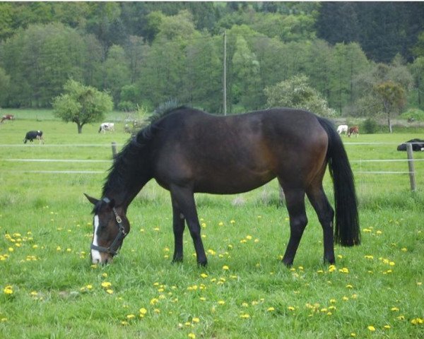 broodmare Worena (Hanoverian, 1998, from Wolkenstein II)