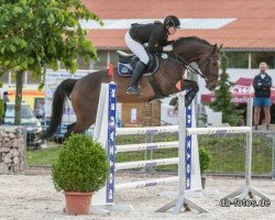 jumper Chicabell Pj (Hanoverian, 2007, from Cassini II)