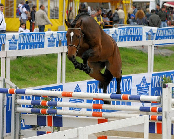 horse Lambertus del Chirone (Hessian Warmblood, 2007, from Lordanos)