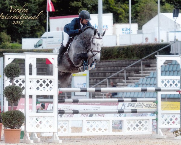 stallion Gunfire PJ (Hanoverian, 2012, from Grey Top)