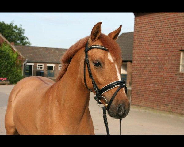 Pferd Baumann‘s Dundee (Deutsches Reitpony, 2012, von Dimension AT NRW)