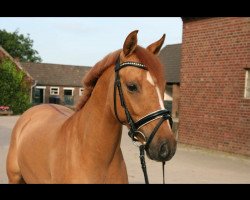 Pferd Baumann‘s Dundee (Deutsches Reitpony, 2012, von Dimension AT NRW)