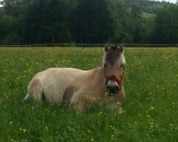 horse Bjarne vom Oderhaff (Fjord Horse, 2002, from Solbjør Borken) horse Bjarne vom Oderhaff (Fjord Horse, 2002, from Solbjør Borken)