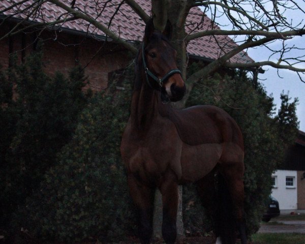 Dressurpferd Dancing-Dexter (Hannoveraner, 2013, von Dancing World)