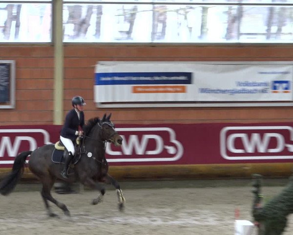 Reitturnier Mönchengladbach-Wickrath 2021