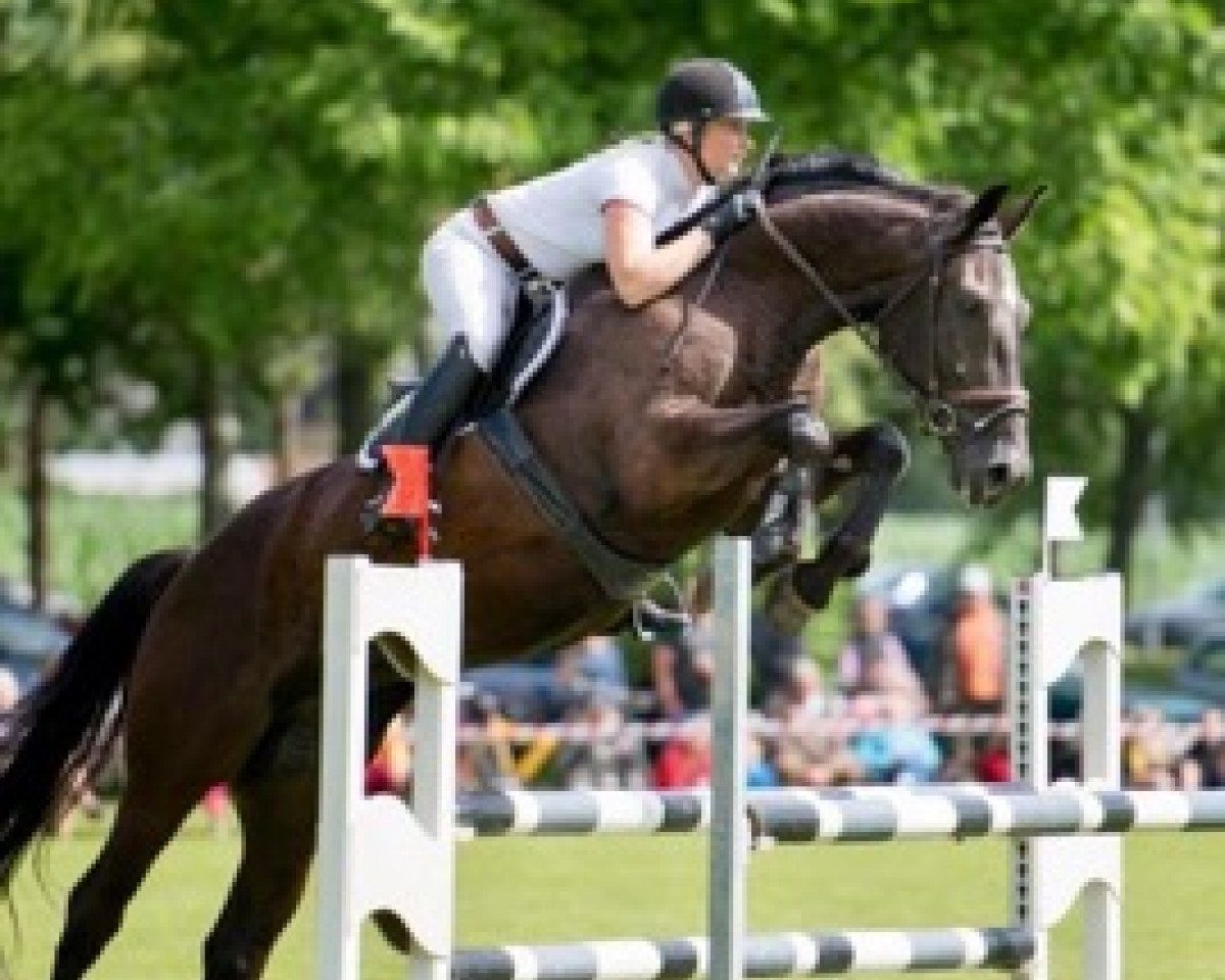 horse San Domingo (Latvian Warmblood, 2013, from Sandro Fun)