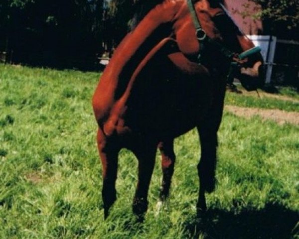 horse Kanter II (Selle Français, 1976, from St. Brendan xx)