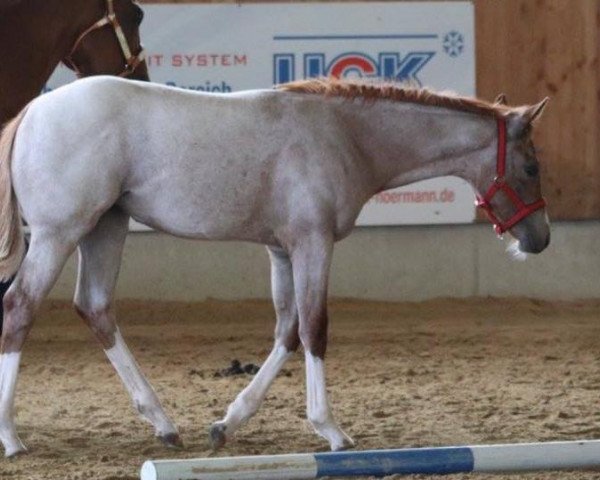 broodmare Shesa Blue Diamond (Quarter Horse, 2017, from Aint It The Blues)