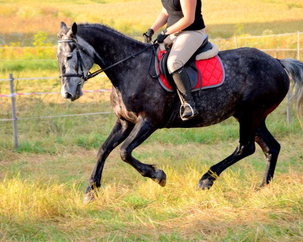 Zuchtstute Dola (Litauer Warmblut, 2011)
