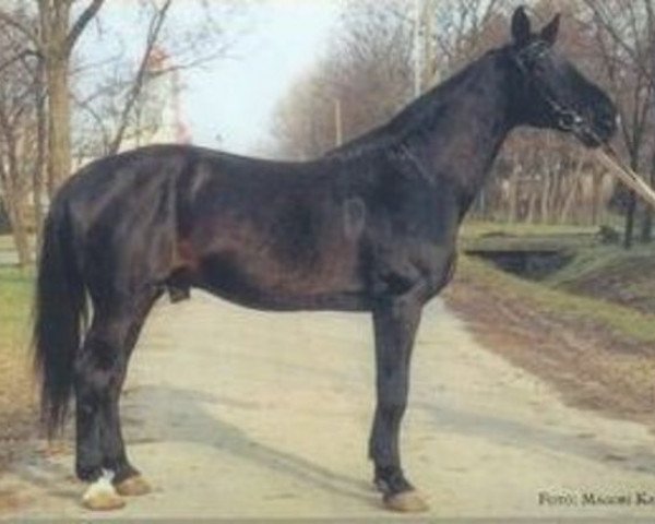 stallion Aldato Furioso-182 (Hungarian Warmblood, 1979, from Aldato)