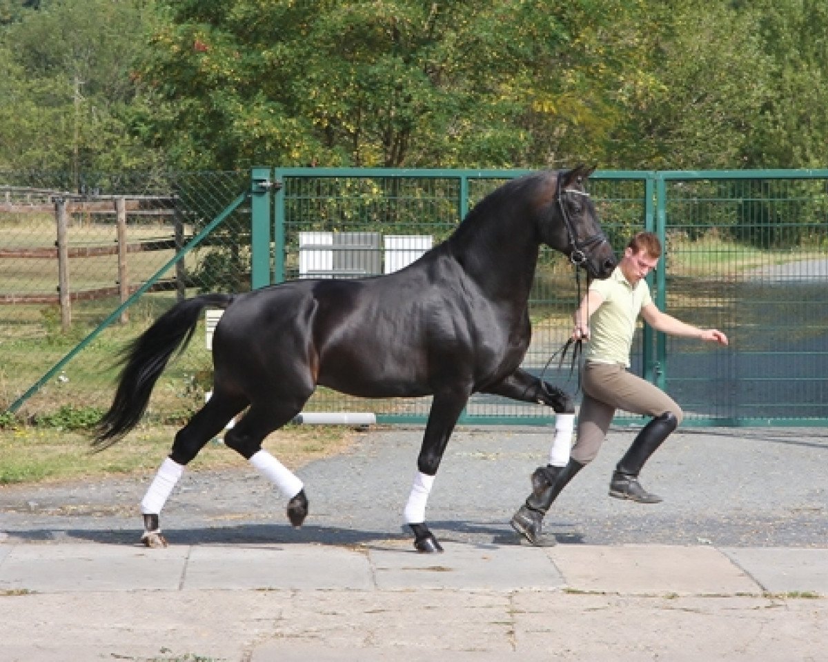 Deckhengst Jazzman (KWPN (Niederländisches Warmblut), 1996, von Jazz)