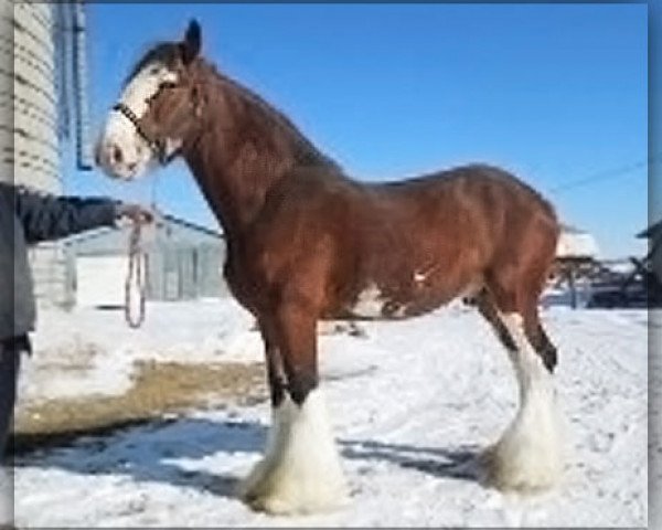 stallion Greenwood Farm's Sherman (Clydesdale, 2001, from Greendykes Sherman)
