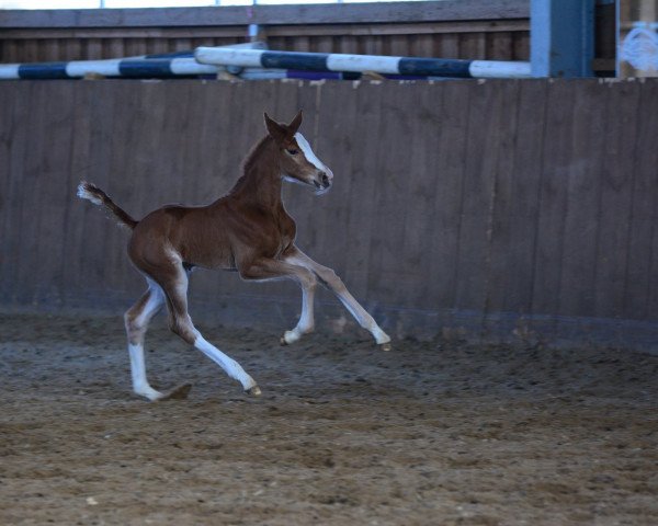 horse Louisiana GK (German Sport Horse, 2016, from Levisto Z)