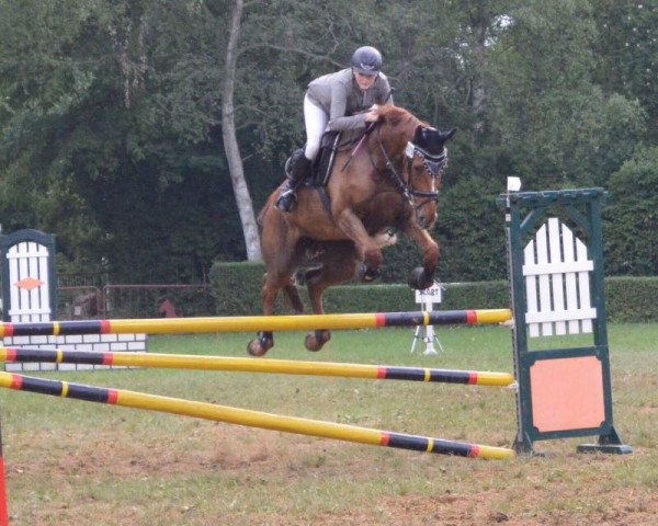 jumper Shari S (Hanoverian, 2006, from Stolzenberg)